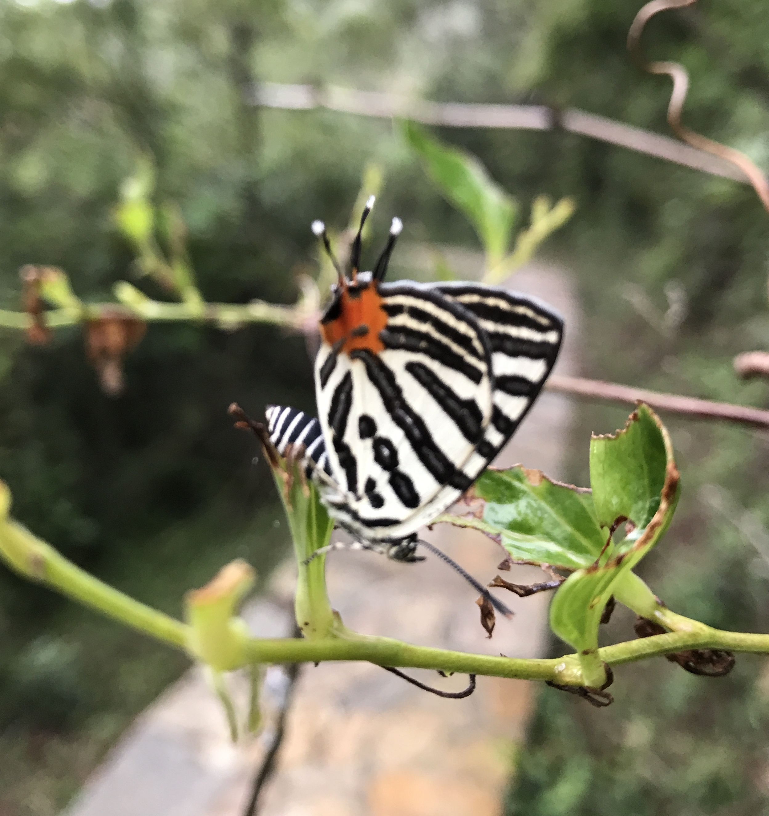 Hong Kong Club Silverline Butterfly