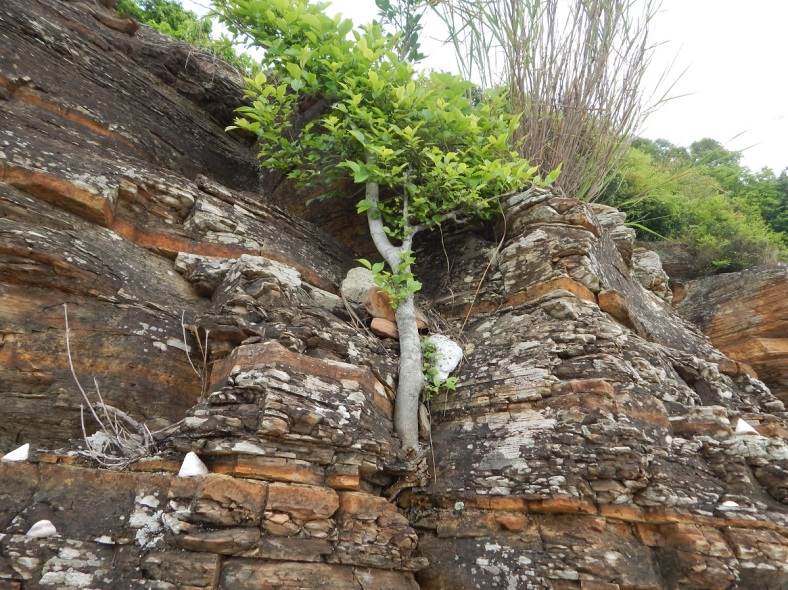 Tung Ping Chau_Tree in Cliff RESIZED